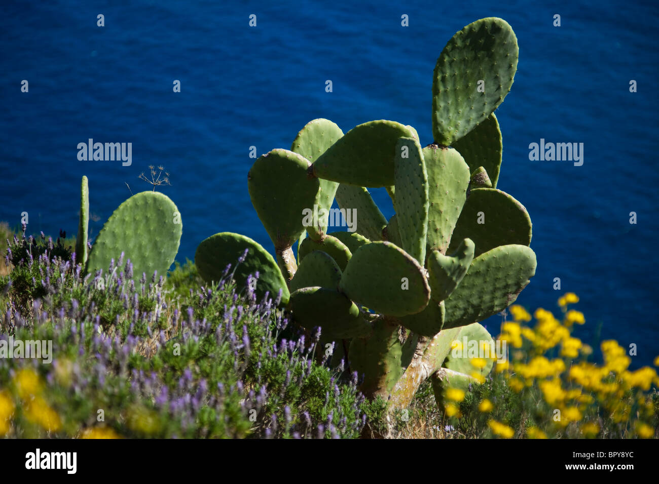 The Role of Cacti in Mediterranean Landscaping