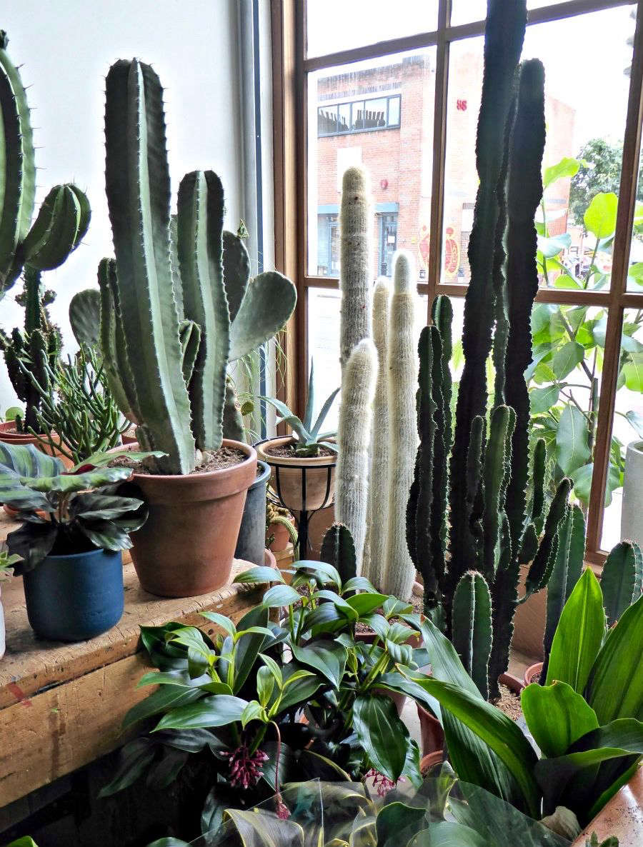 The Best Cactus Genera for Indoor and Outdoor Gardens