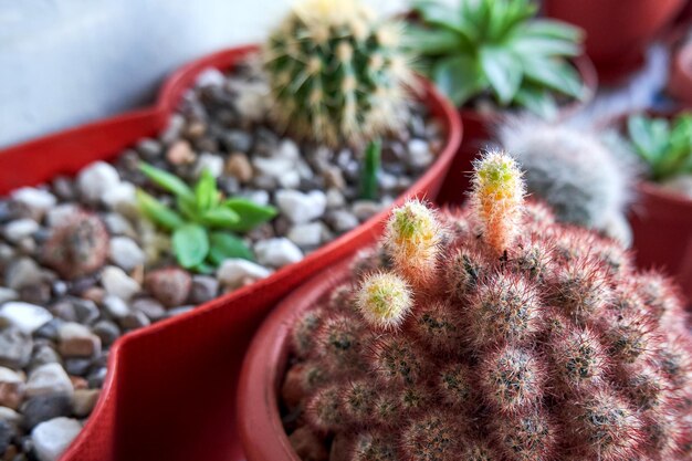 The Environmental Benefits of Growing Cacti at Home