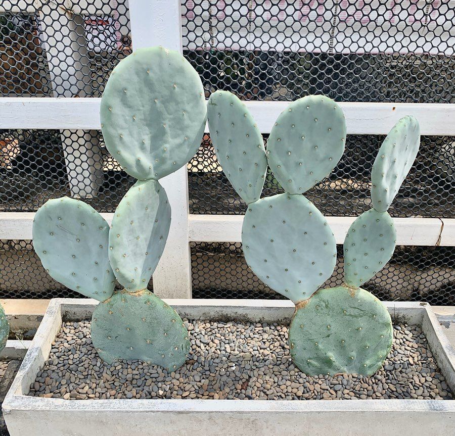 The Most Popular Opuntia Species: A Collector’s Guide