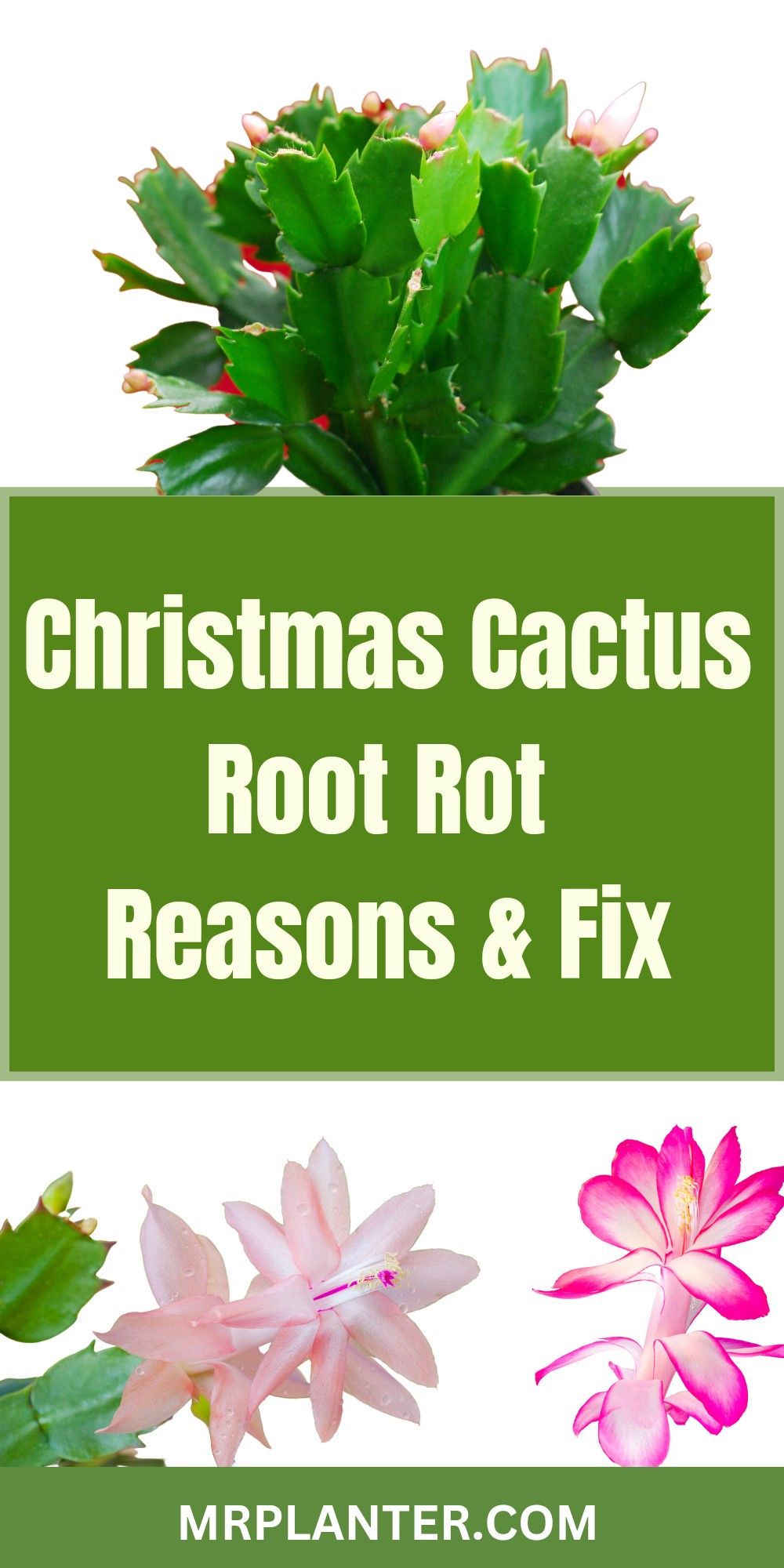 Cactus Root Rot: Causes