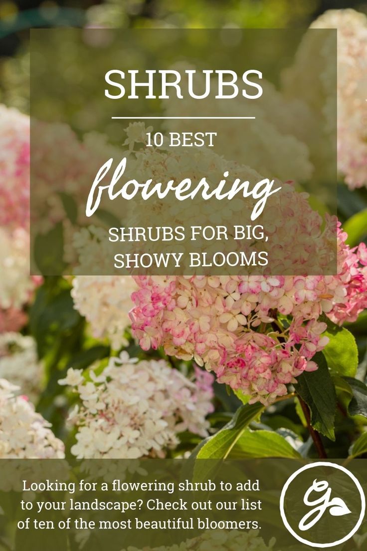 Stenocactus Flowering: How to Get the Best Blooms