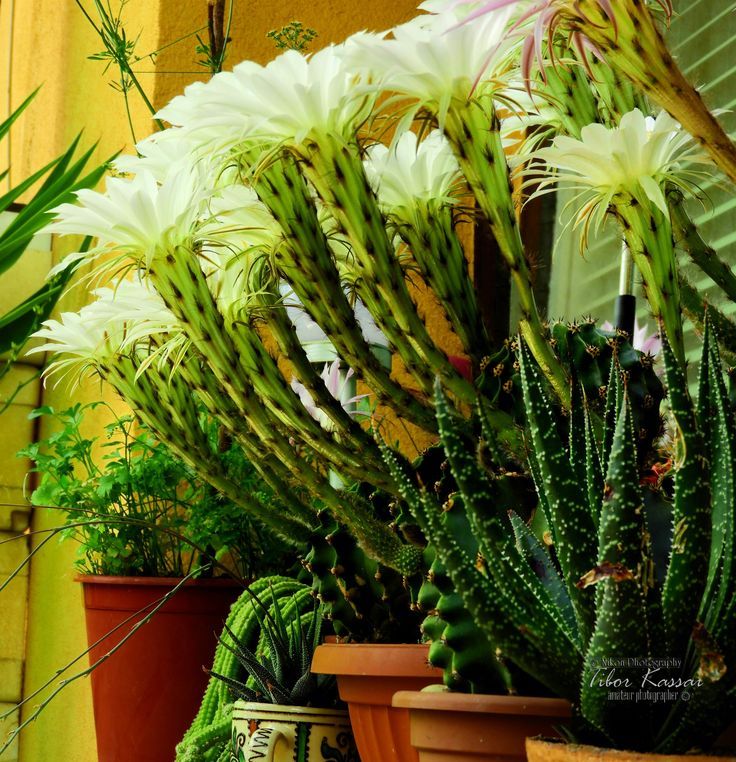 Ferocactus Flowering: What to Expect and How to Care for Blooms