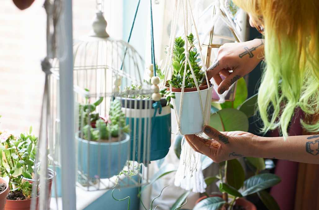 The Best Cactus Subscription Boxes for Plant Enthusiasts