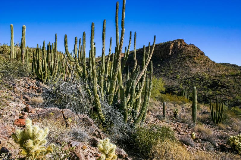 Desert Conservatories: Where to See Cacti Like Carnegiea and Ferocactus