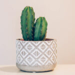 The Best Cactus for Office Desks and Workspaces