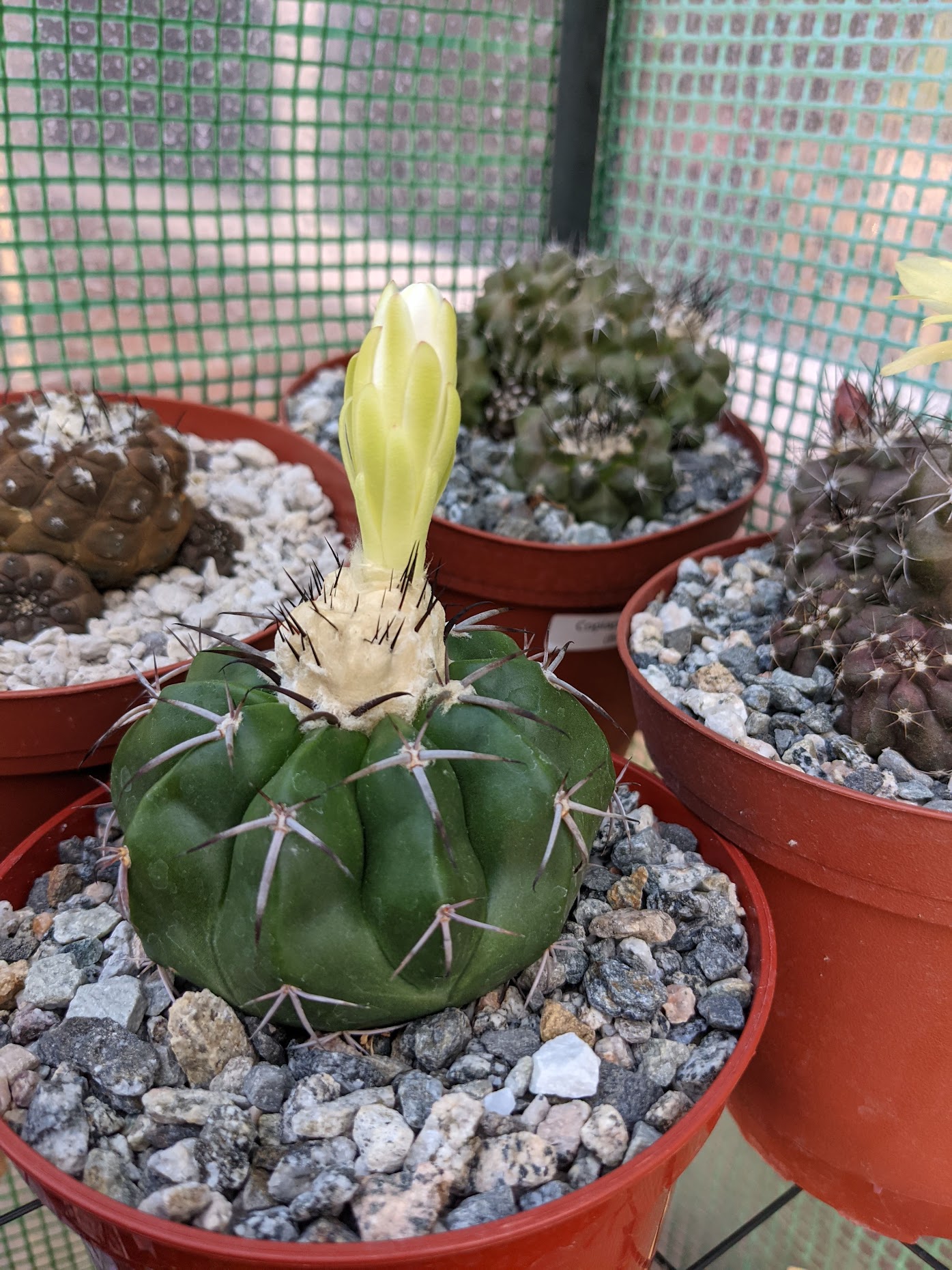 Discocactus Flowering: What to Expect and How to Care for Blooms