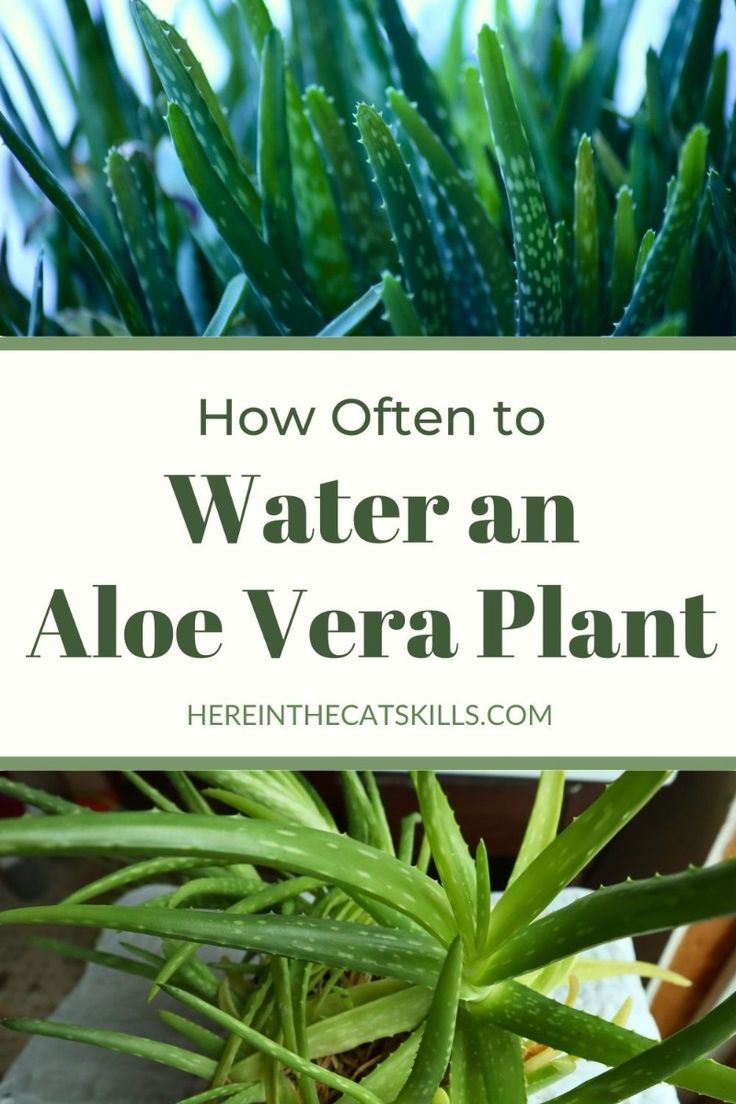 How Often to Water Schlumbergera: Avoiding Overwatering and Bud Drop