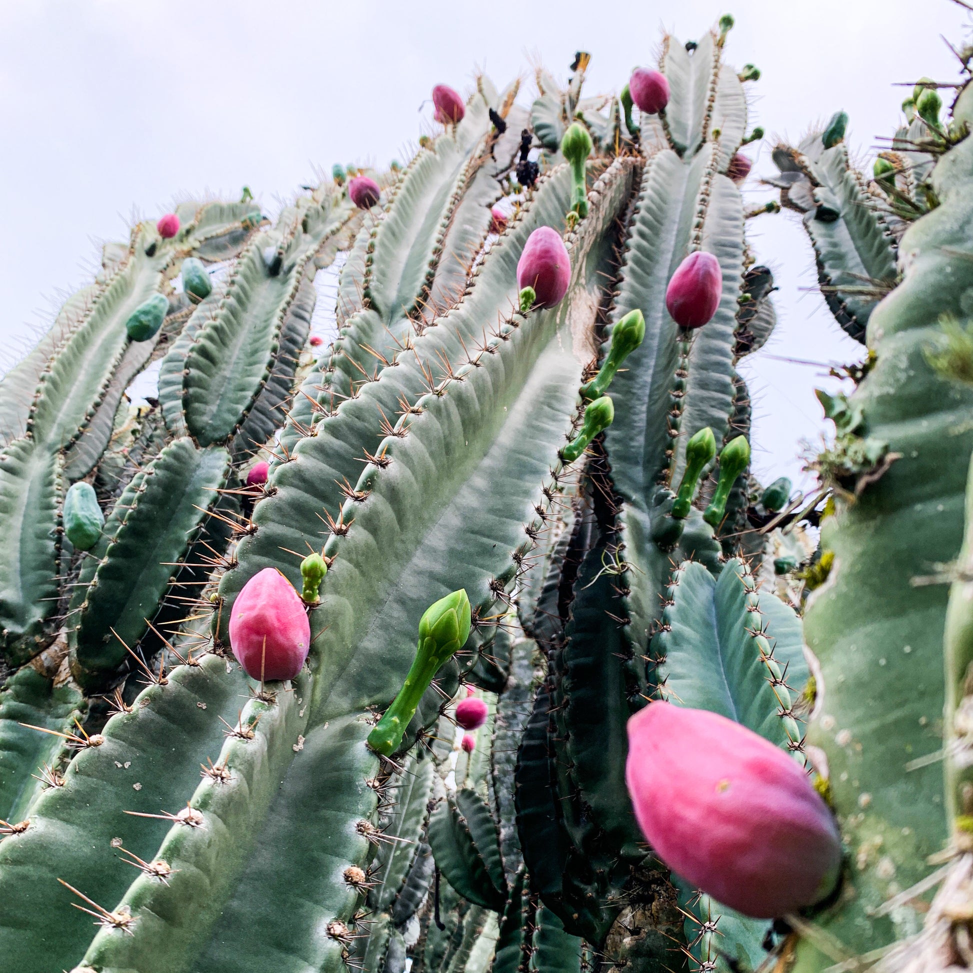 Cereus Species: From Queen of the Night to Peruvian Apple Cactus