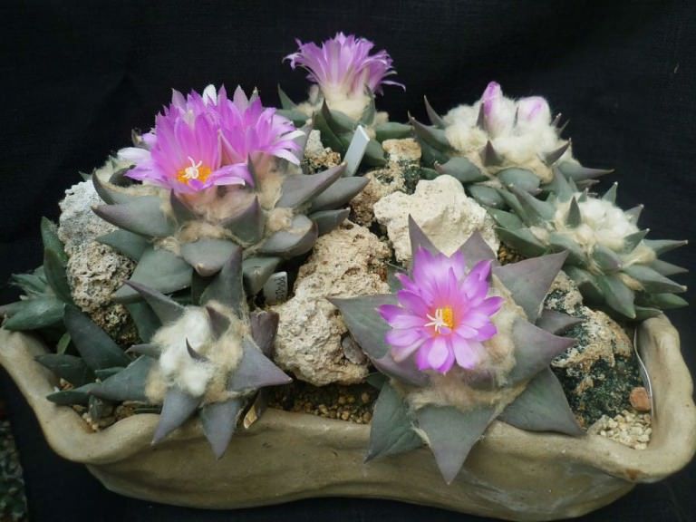 Can You Propagate Ariocarpus from Offsets? What You Need to Know