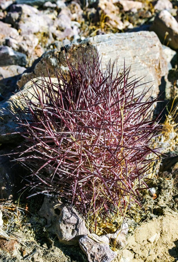 The Best Cactus Trails in Arizona: Where to Find Rare Species
