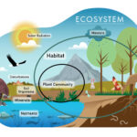 The Role of Cacti in Closed Ecosystems: Lessons for Space Travel