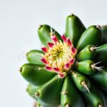 How to Sell Cactus Seeds: Tips for Packaging and Marketing