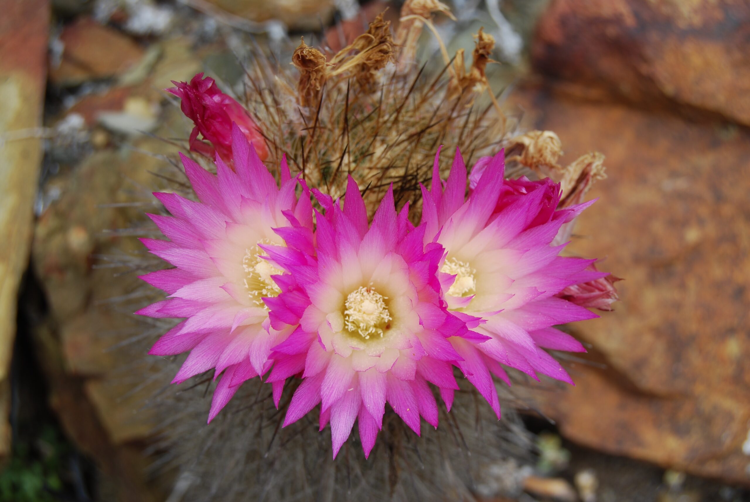 Endangered Cactus Genera: The Most Threatened Species and How to Help