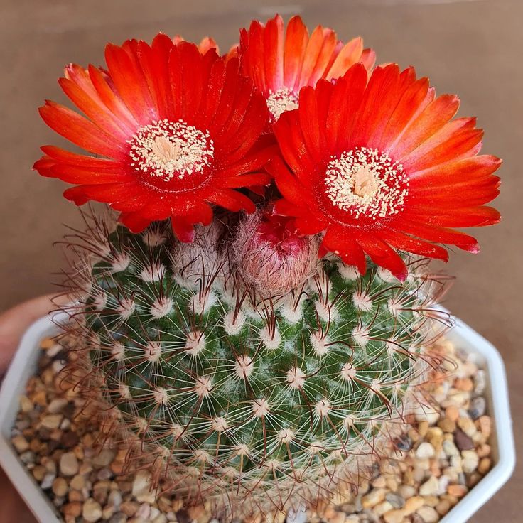 The Most Popular Parodia Species: A Collector’s Guide