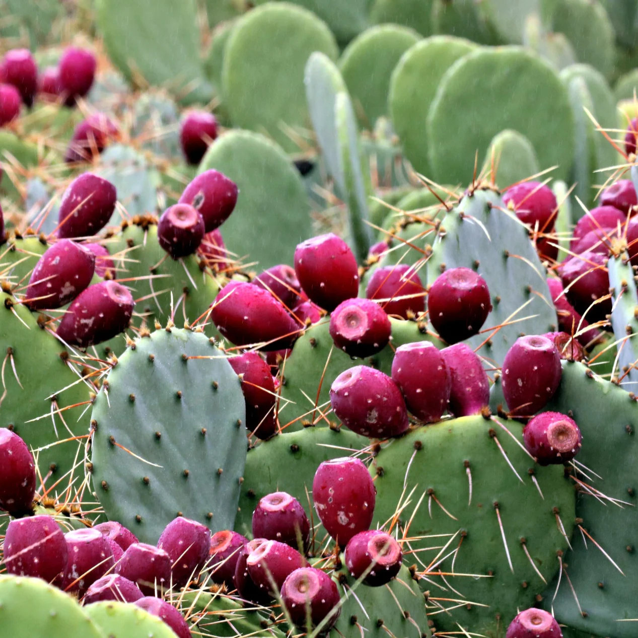 Edible Cactus: How to Cook and Enjoy Prickly Pear