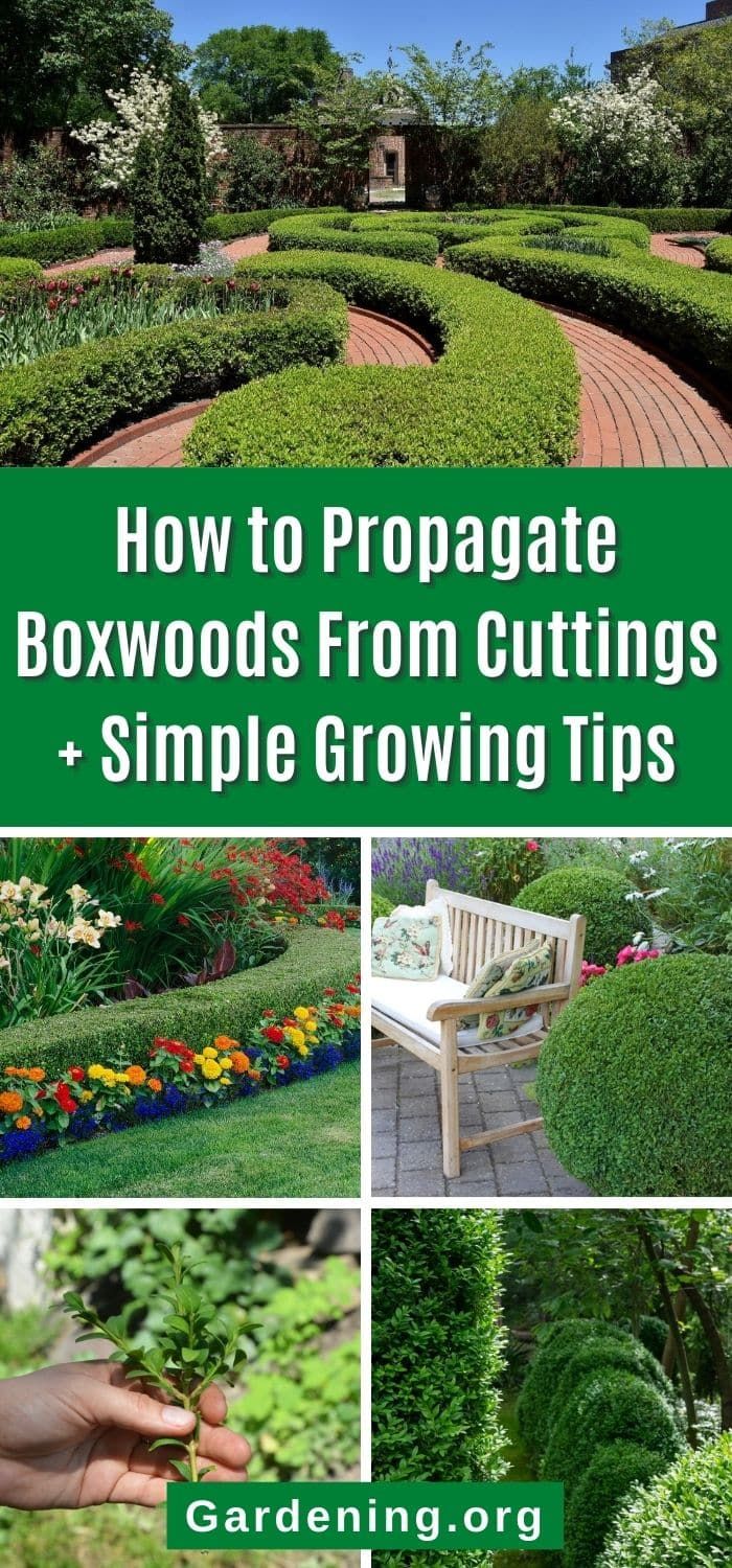 How to Grow Schlumbergera from Cuttings: A Step-by-Step Tutorial
