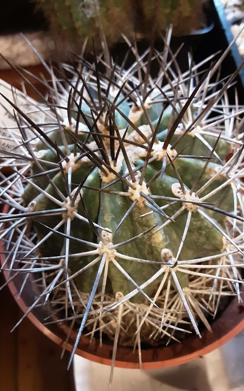 How to Propagate Ferocactus from Offsets: A Step-by-Step Guide