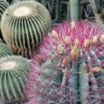 Ferocactus Species: A Guide to the Most Striking Types