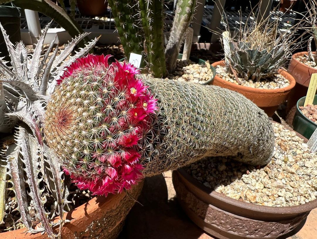 The Most Popular Mammillaria Species: A Collector’s Guide