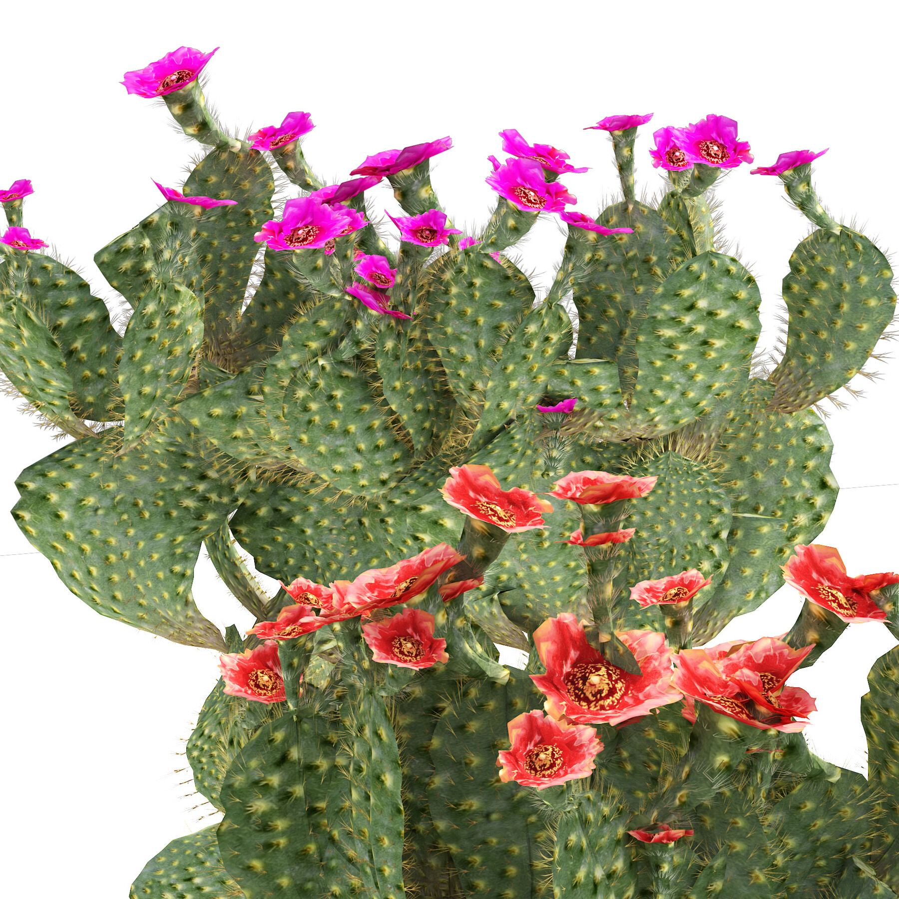 How to Encourage Flowering in Opuntia: Expert Tips