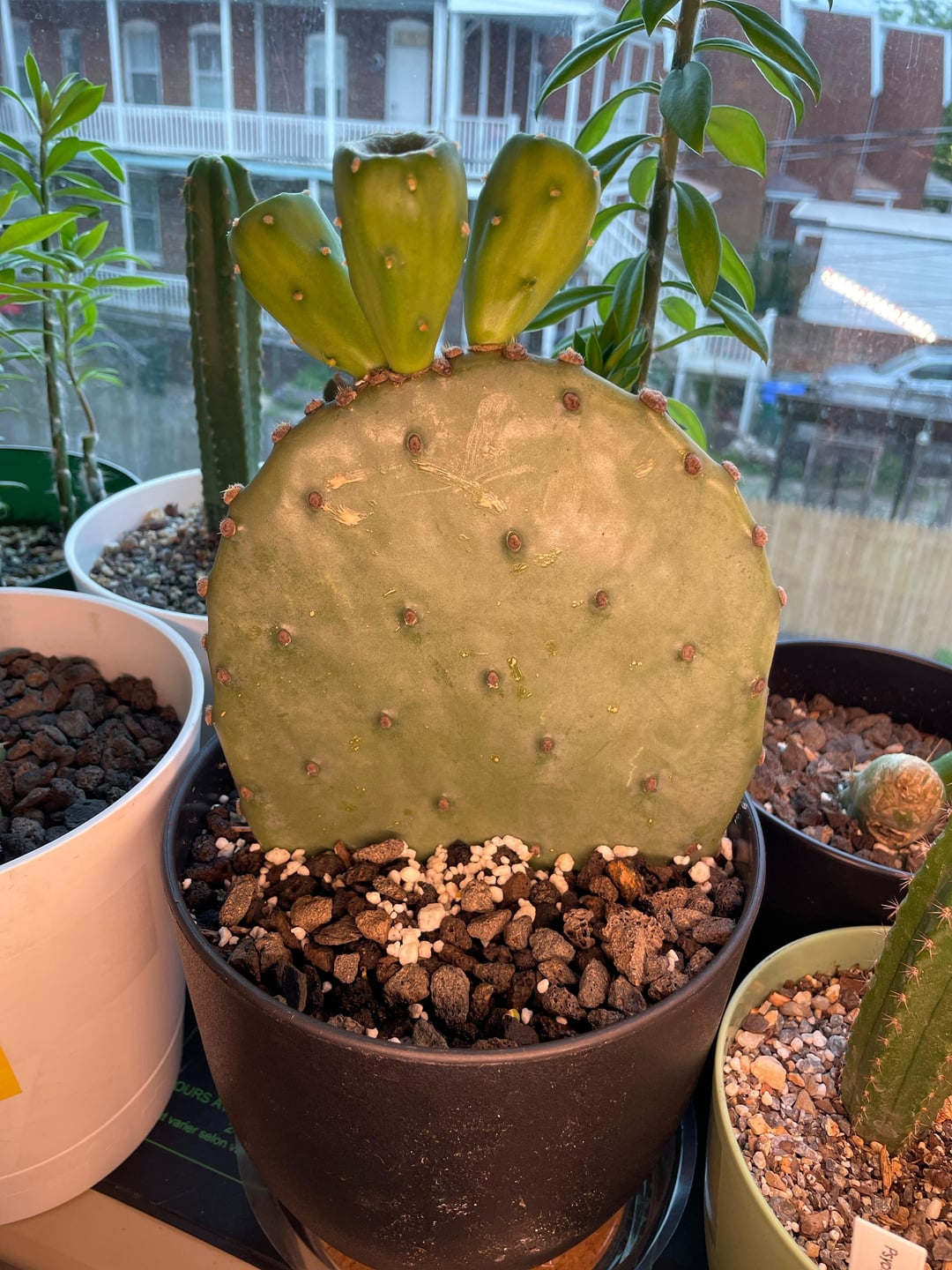 Opuntia Propagation: Growing from Cuttings and Seeds