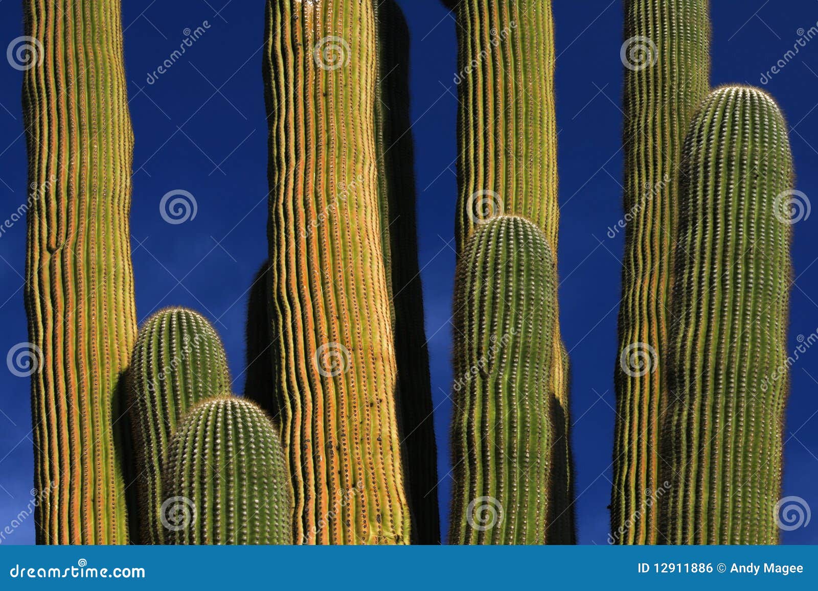 Saguaro Cactus: The Iconic Desert Giant