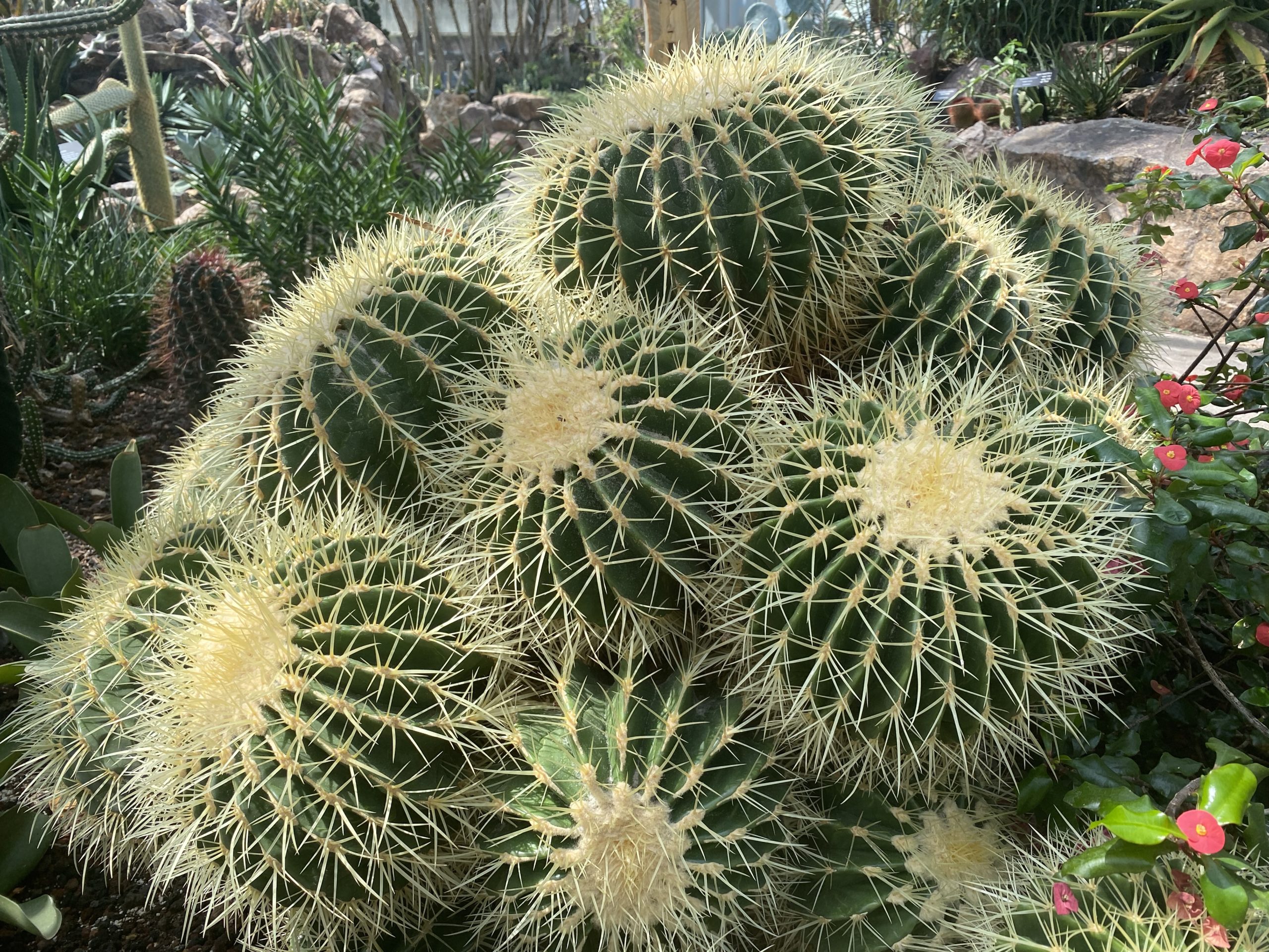 Echinocactus Care: The Ultimate Guide for Barrel Cactus Lovers