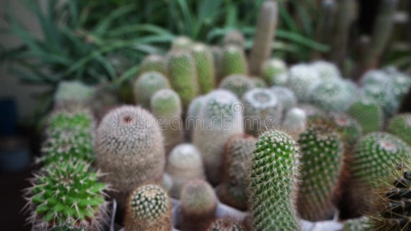 The Environmental Benefits of Growing Cacti