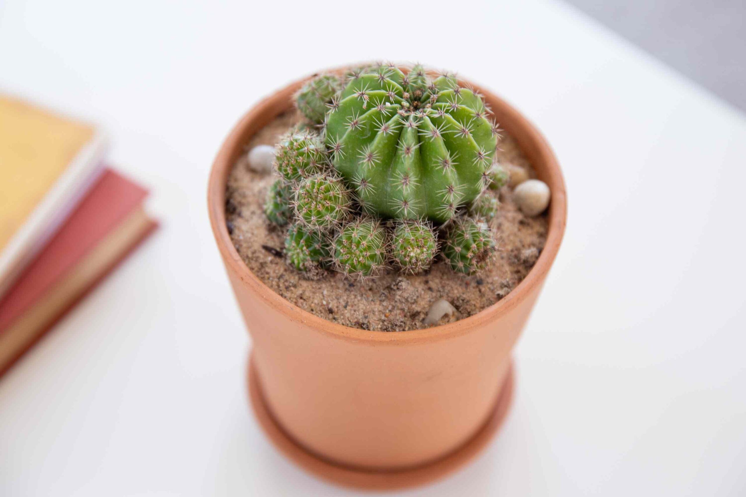 Parodia Care: Growing the Ball and Barrel Cacti