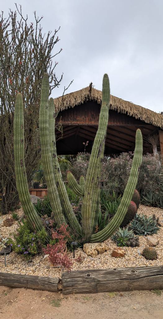 Sclerocactus Care: Growing the Rare and Endangered Cacti