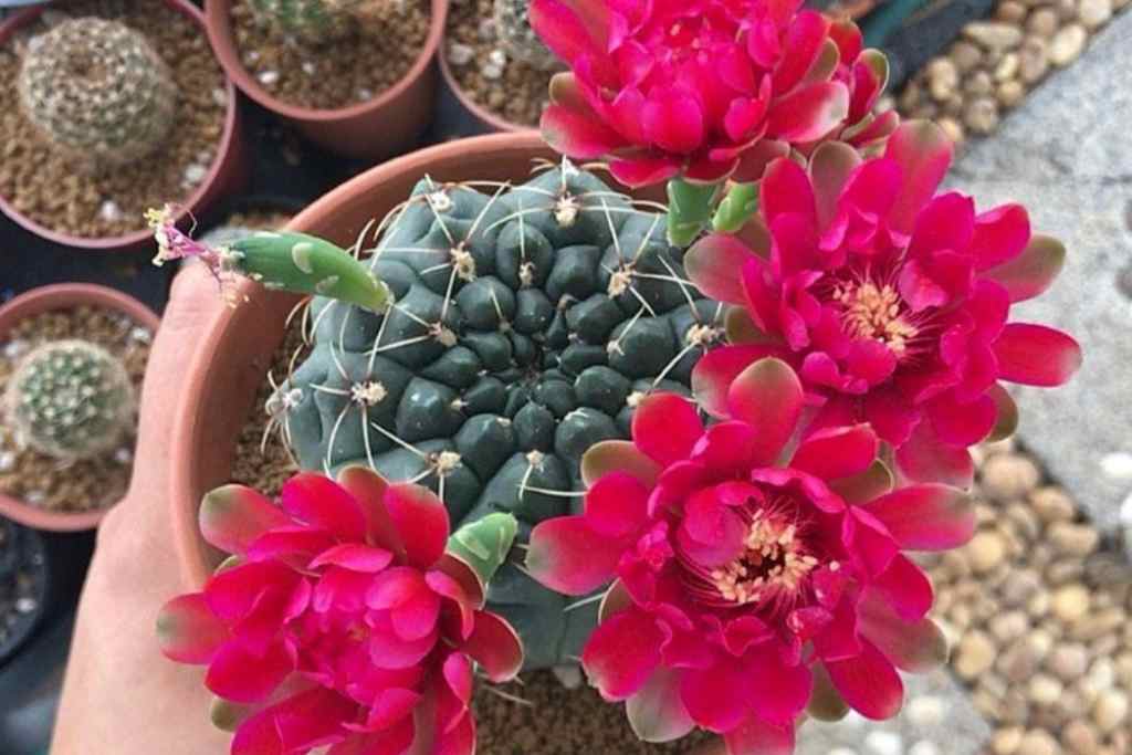 Gymnocalycium Care: Growing the Chin and Moon Cacti