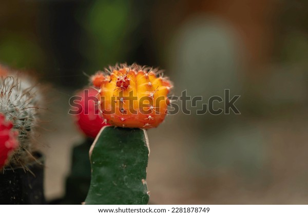 Gymnocalycium Species: A Guide to the Most Popular Types