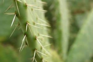 How to Ship Cacti Safely: Packaging and Handling