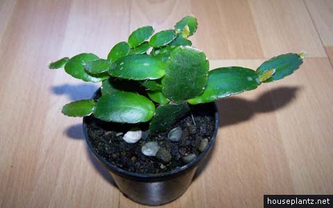 How to Propagate Hatiora: Cuttings and Division