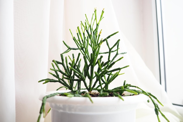 Hatiora Flowering: How to Get the Best Blooms
