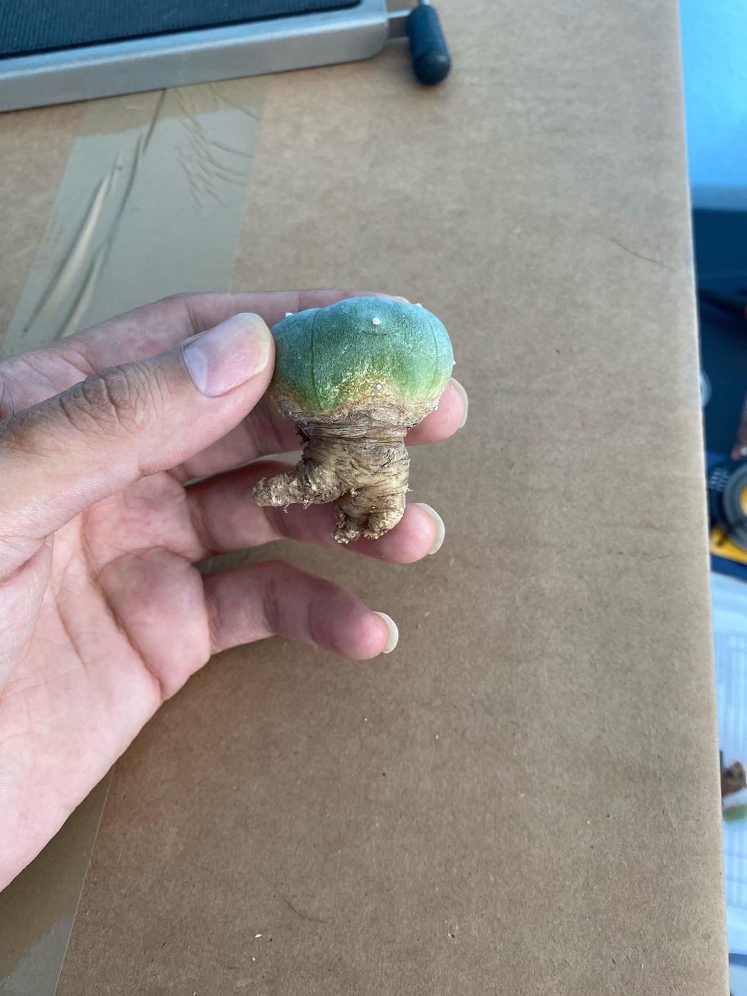The Illegal Trade of Lophophora: What You Need to Know
