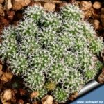 Turbinicarpus: Tiny but Mighty – Symbolism and Conservation of a Rare Genus