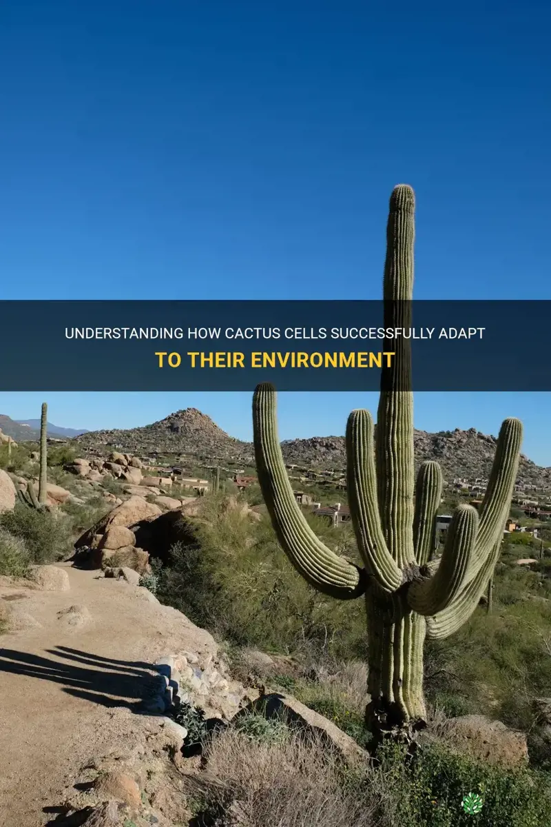 How Cacti Support Local Ecosystems