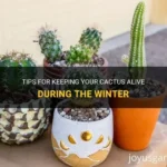 Winter Cactus Care: How to Keep Them Alive in Cold Weather