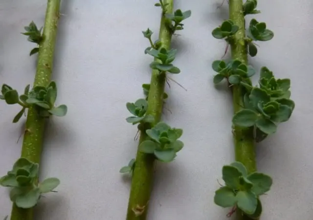 How to Propagate Rhipsalis: Cuttings and Division