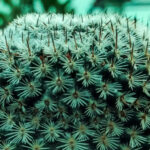 How to Repot a Cactus Without Getting Hurt (or Killing It)
