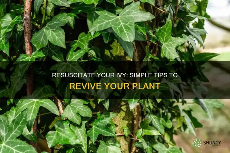 Schlumbergera Leaf Wilt: How to Revive Your Plant
