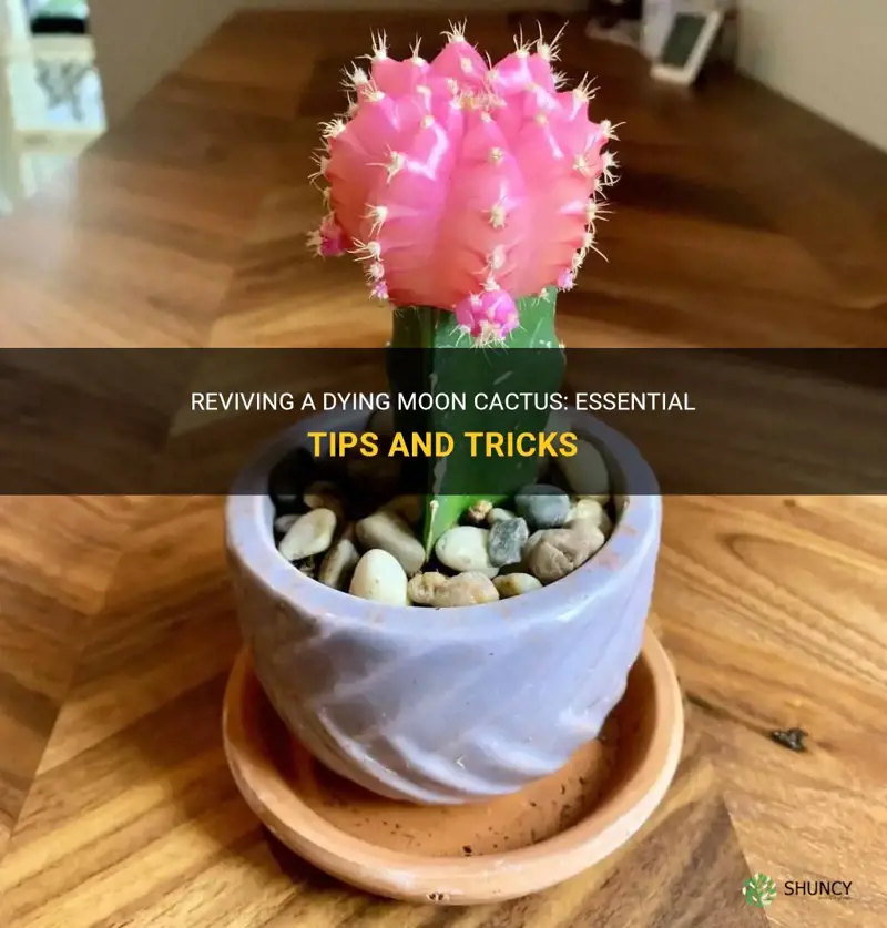 How to Revive a Dying Cactus: Expert Tips