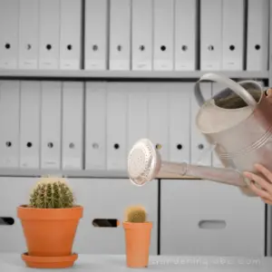 How Often to Water Cacti: A Genus-Specific Schedule