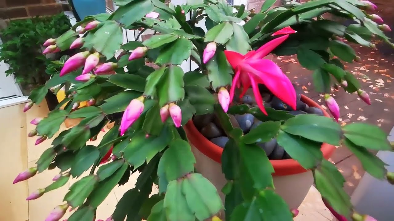 Schlumbergera Care: Christmas Cactus Secrets for Year-Round Beauty