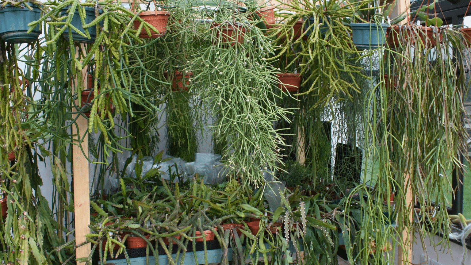 How to Grow a Cactus: A Step-by-Step Guide