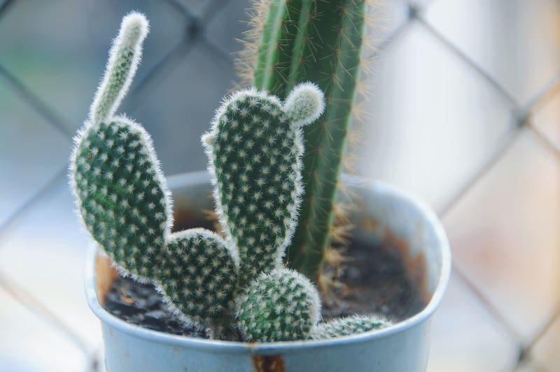 Cactus Etiolation: How to Fix and Prevent Stretching