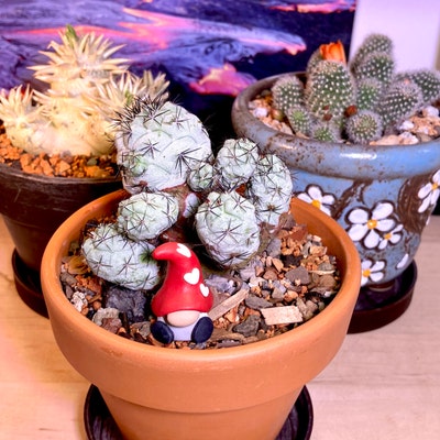 Copiapoa: The Chilean Cactus Crisis and What’s Being Done