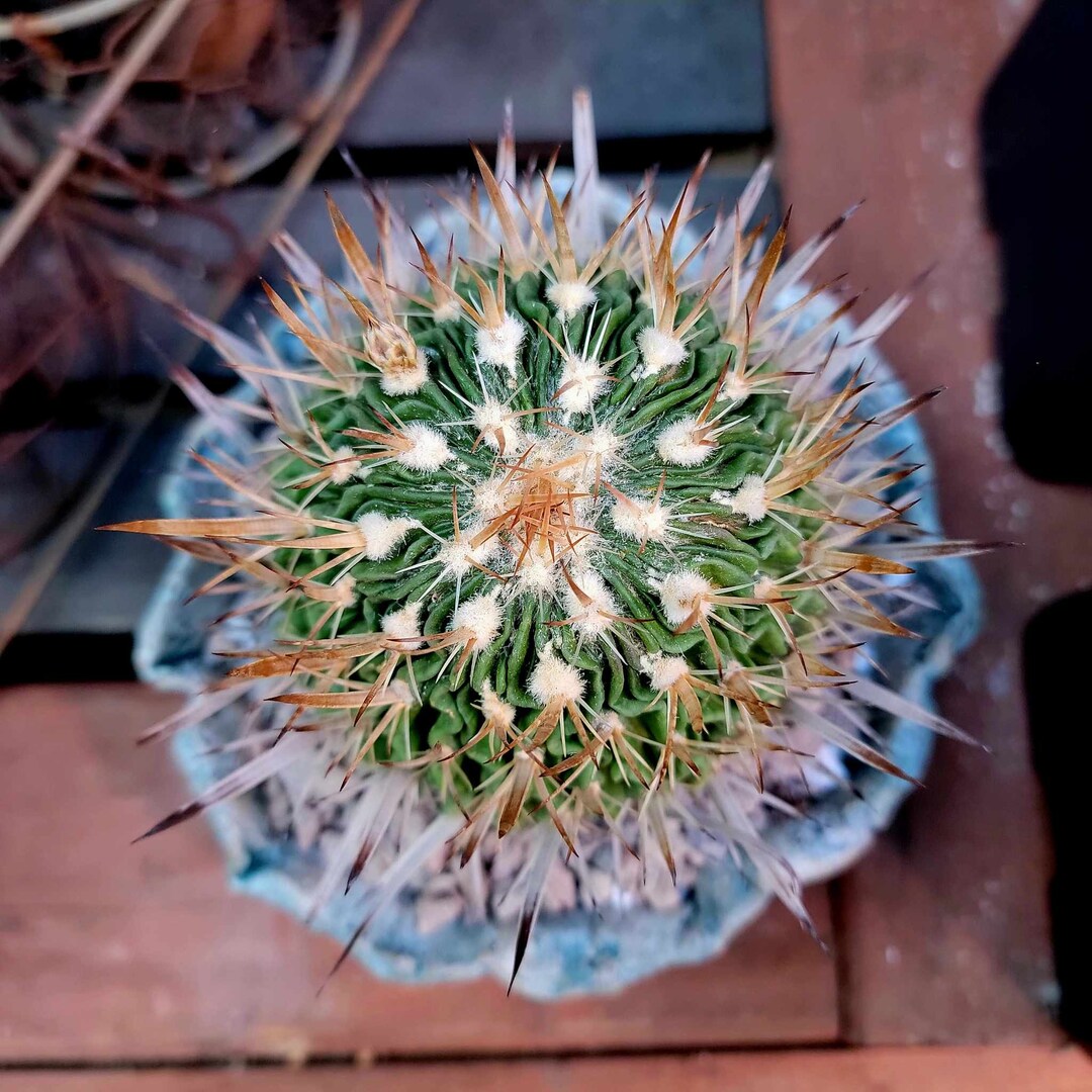 Stenocactus Symbolism: The Wave Cactus and Flow of Life